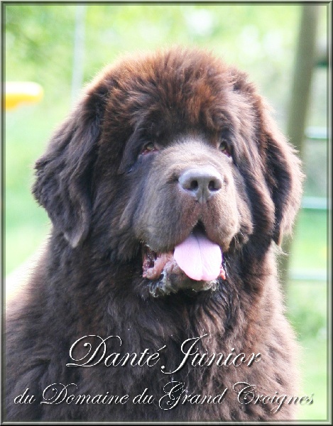 Dante junior Du Domaine du Grand Croignes
