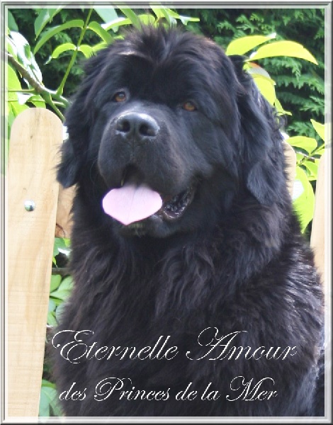 Eternelle amour des princes de la mer